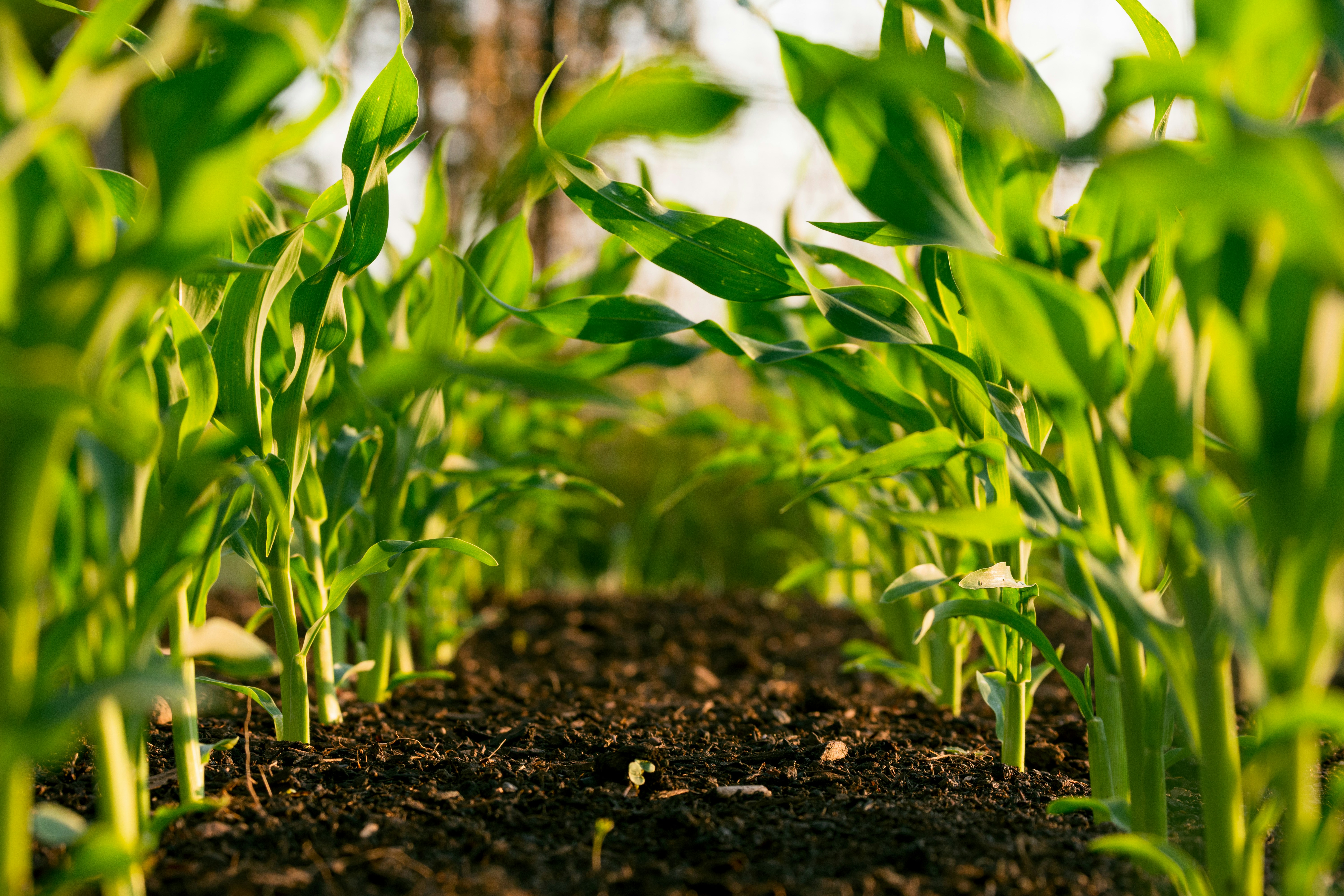 El uso de las materias en la agricultura es muy importante ya que ayuda en mejorar la tierra, entrega necesarios para las plantas